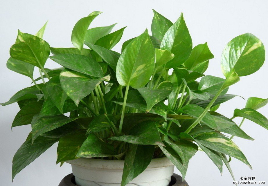 1554887795123660.png 1554887795123660.png